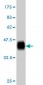 RPL36A Antibody (monoclonal) (M02)